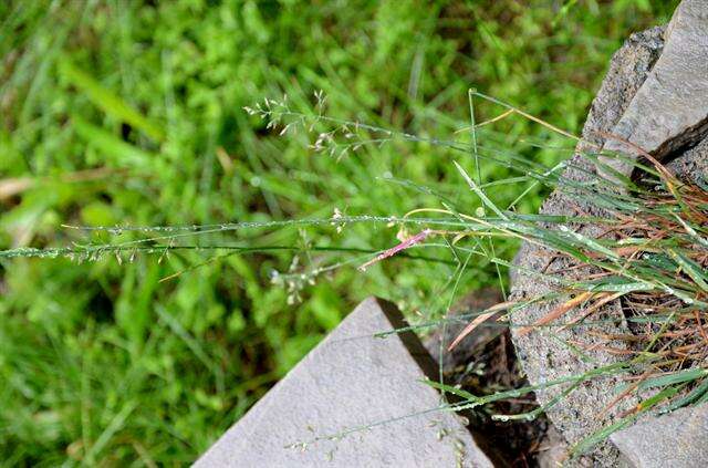 Image of glaucous bluegrass