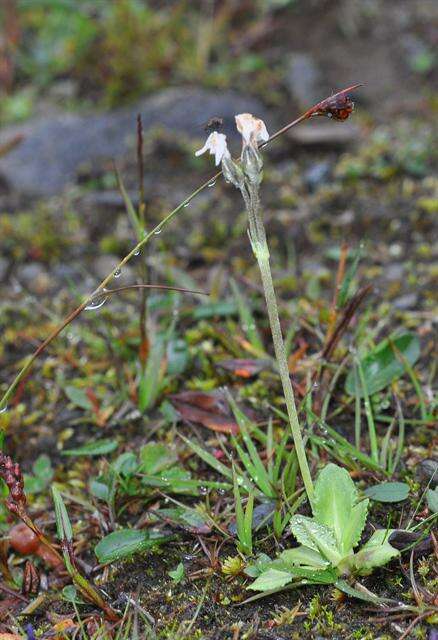 Plancia ëd Primula scandinavica Brunn.