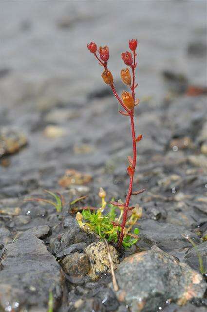 Image of Wedge-Leaf Saxifrage