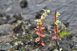 Image of Wedge-Leaf Saxifrage