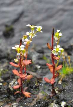 Image of Wedge-Leaf Saxifrage