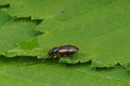Image of bembidious beetles