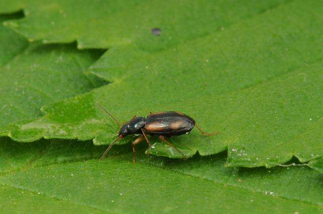 Image of bembidious beetles