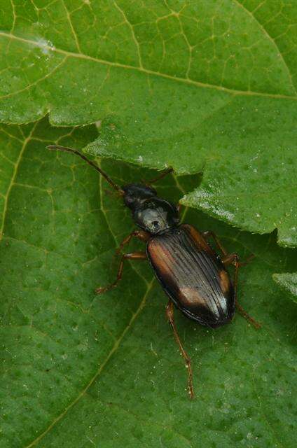 Image of bembidious beetles