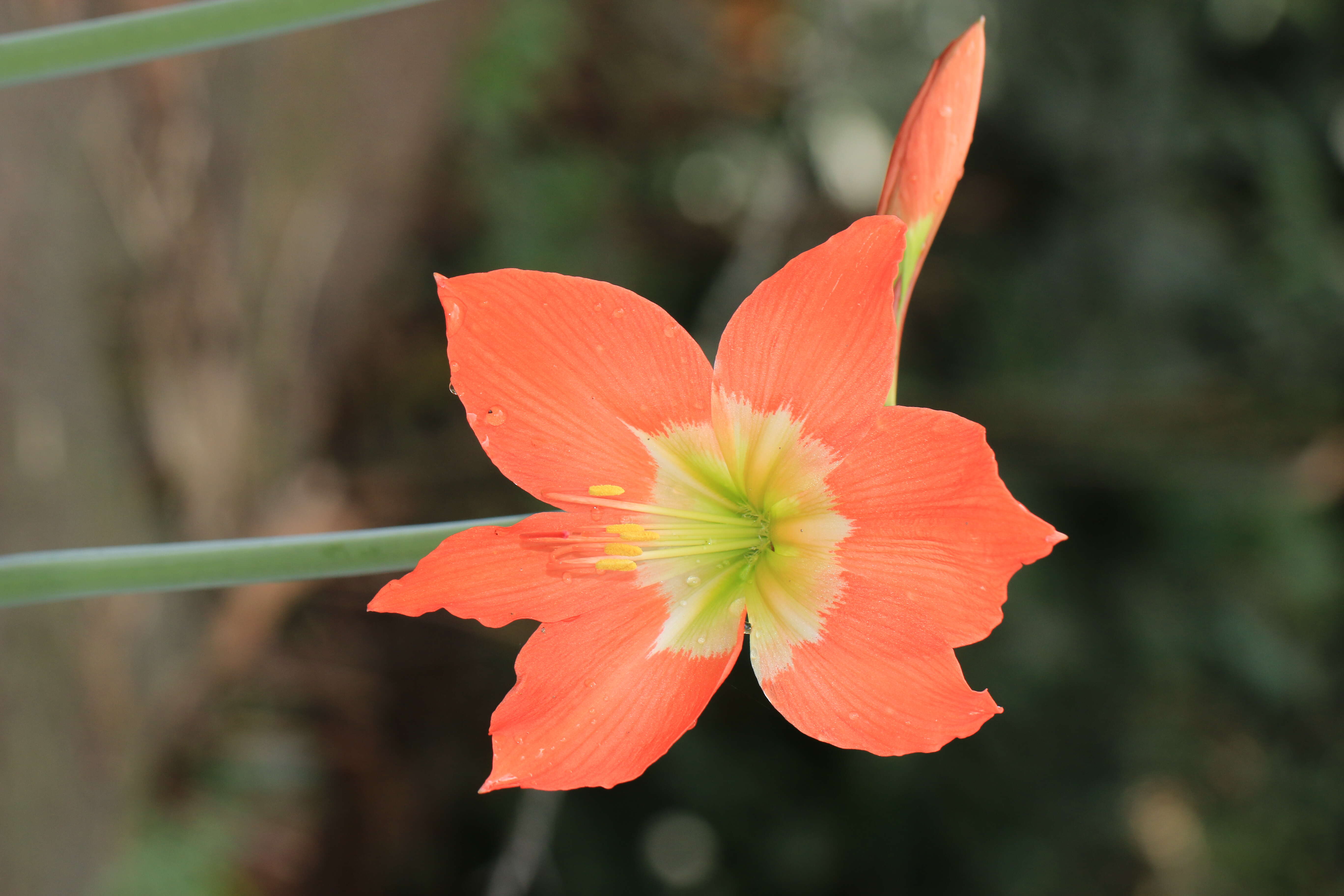 Image of Hippeastrum reginae (L.) Herb.