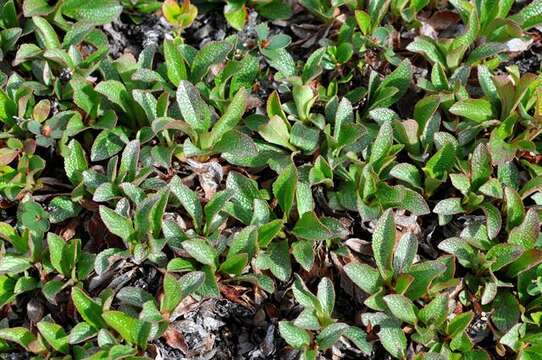 Image de Arctostaphylos alpinus (L.) Sprengel