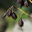 Image of darkbrown sedge