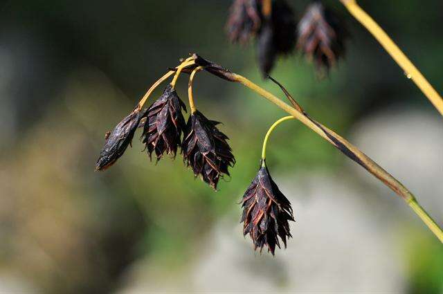 Image of darkbrown sedge