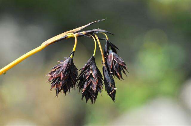 Image of darkbrown sedge