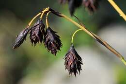 Image of darkbrown sedge