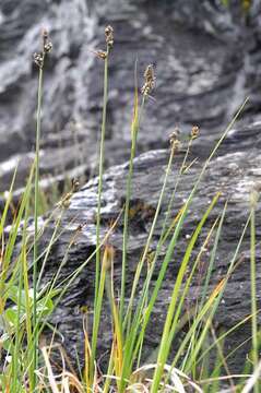 Image of Circumpolar Sedge