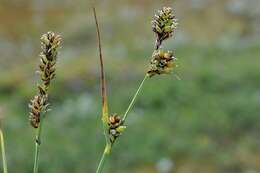 Image of Circumpolar Sedge