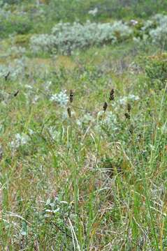 Image of Circumpolar Sedge