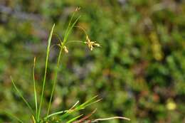 Image of hair-like sedge