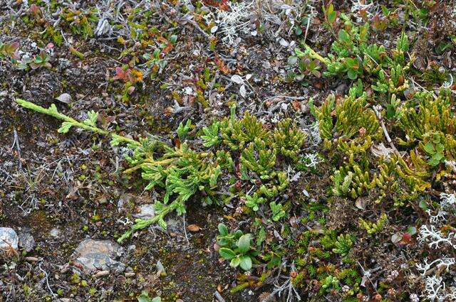 Image of Alpine Clubmosses