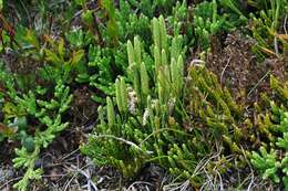 Image of Alpine Clubmosses