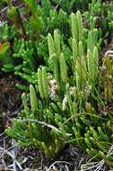 Image of Alpine Clubmosses