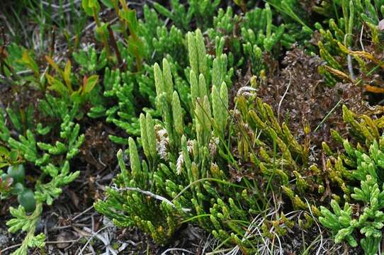 Image of Alpine Clubmosses