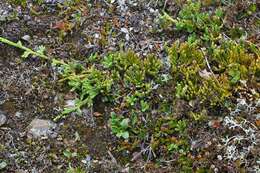 Image of Alpine Clubmosses