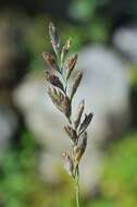 Image of Richardson's fescue