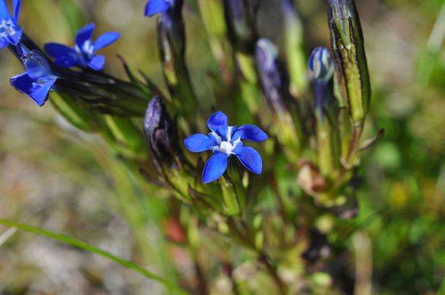 Image of gentian