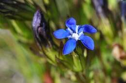 Image of gentian