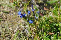 Image of gentian