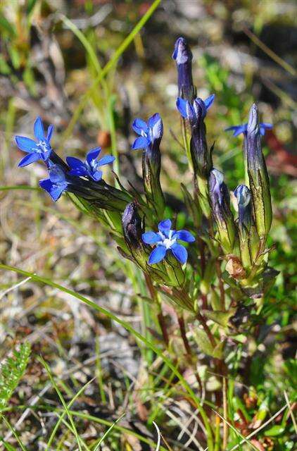 Image of gentian