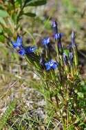 Image of gentian