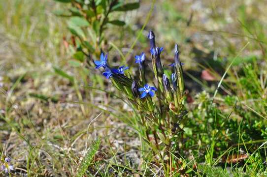 Image of gentian