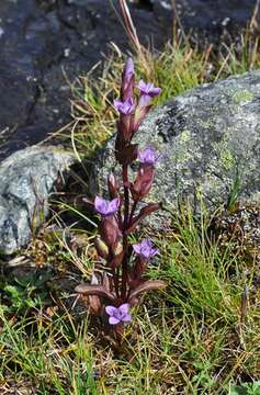 Image of Gentianella campestris subsp. campestris