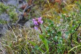 Image of Rein Orchids