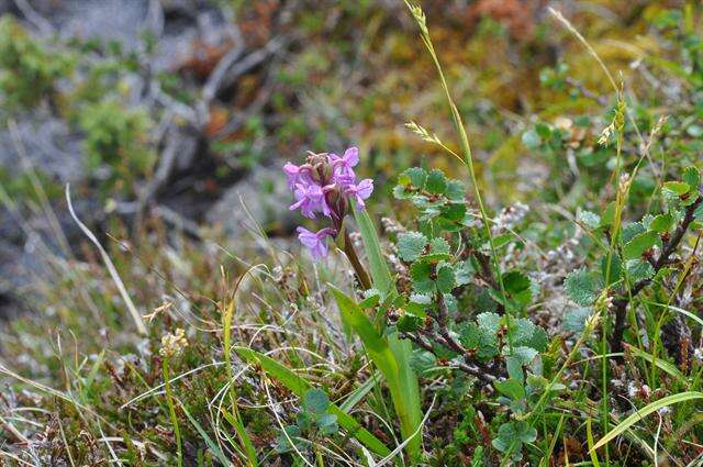 Image of Rein Orchids