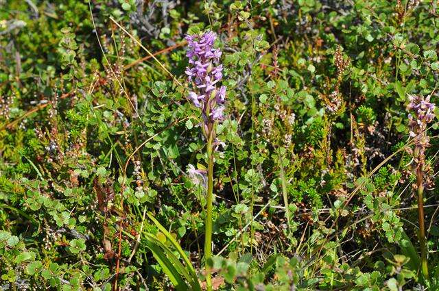 Image of Rein Orchids