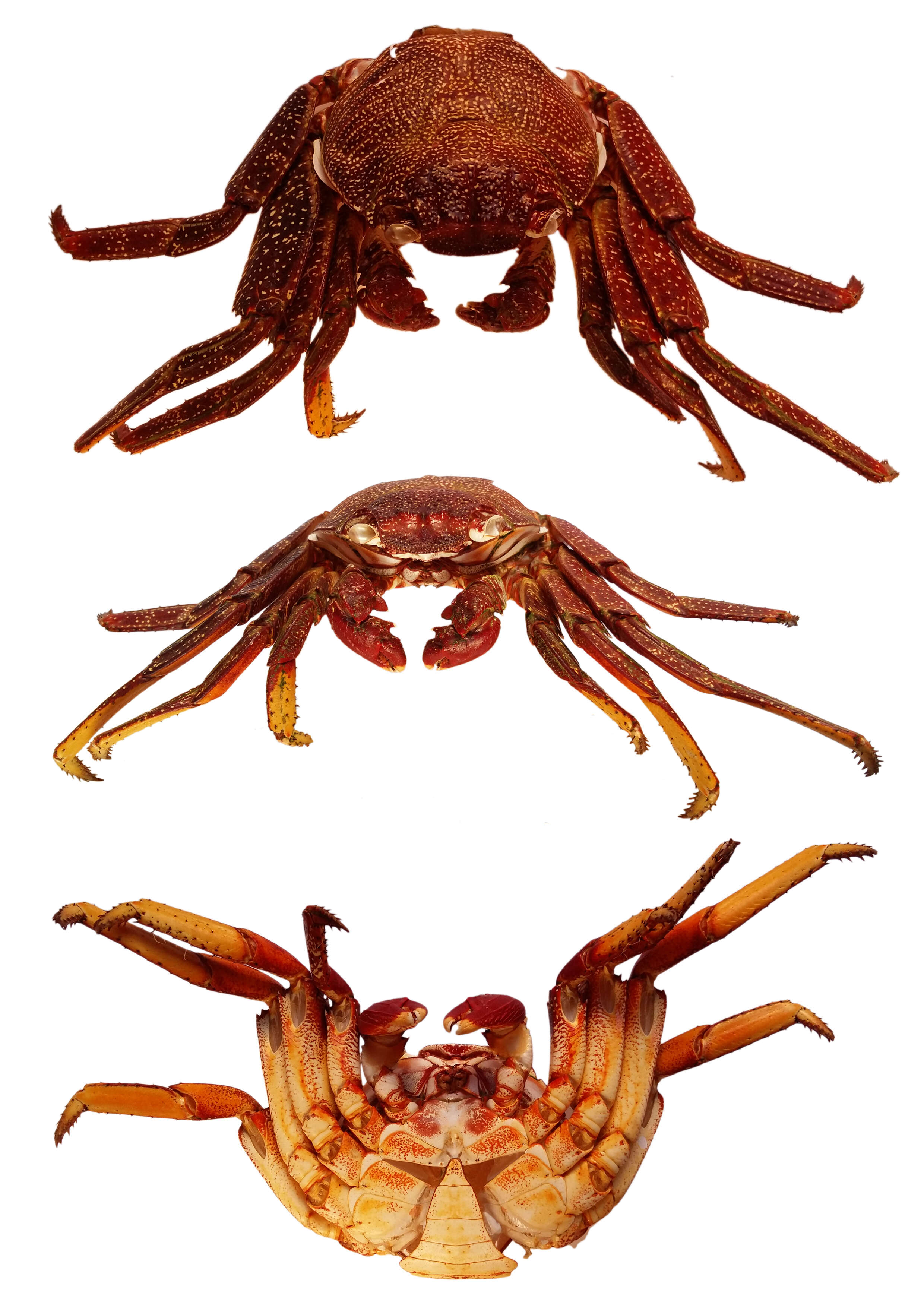 Image of Grapsus adscensionis (Osbeck 1765)