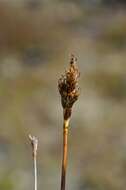 Image of Simple Bog Sedge