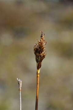 Sivun Carex simpliciuscula Wahlenb. kuva