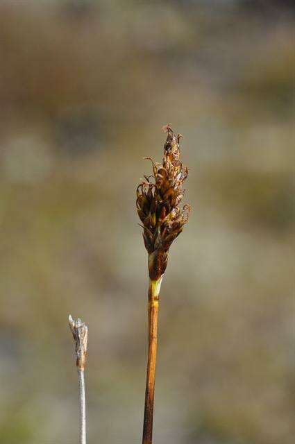 Plancia ëd Carex simpliciuscula Wahlenb.