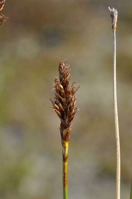 Plancia ëd Carex simpliciuscula Wahlenb.