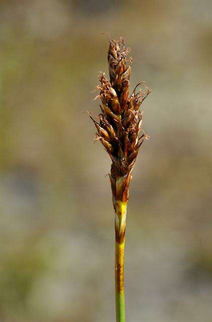 Image of Simple Bog Sedge