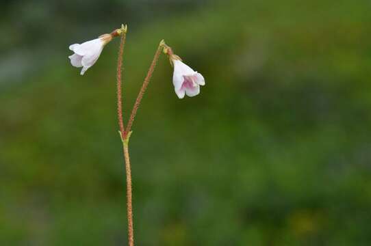 Image of twinflower