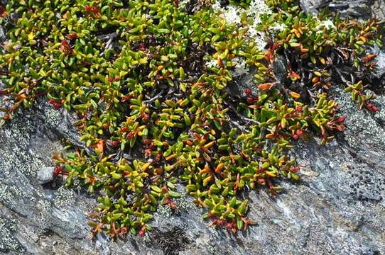 Image of Alpine-Azalea