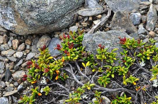 Image of Alpine-Azalea