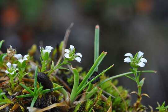 Image of mountain stitchwort