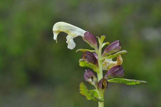 Imagem de Pedicularis lapponica L.