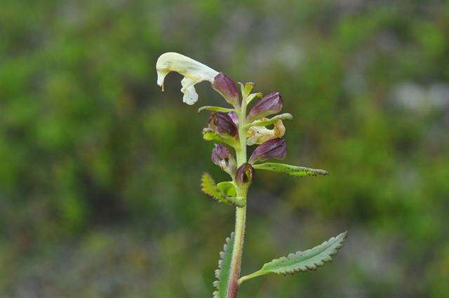 Image of Lapland lousewort