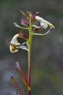 Image of Lapland lousewort