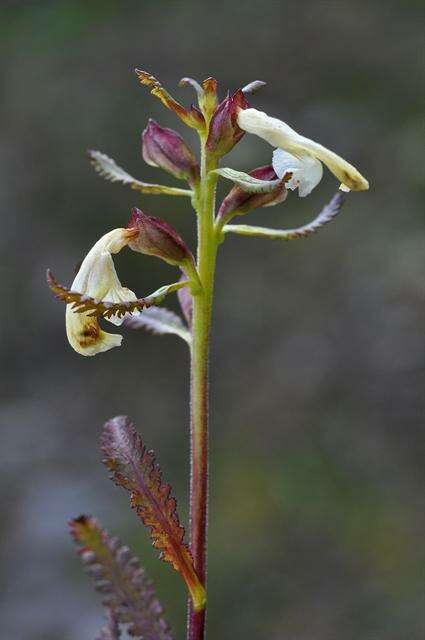 Image of Lapland lousewort