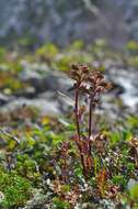 Image of Lapland lousewort