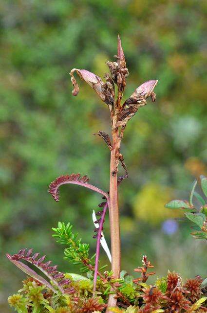 Image of Oeder's lousewort